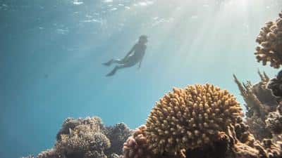 Snorkelling