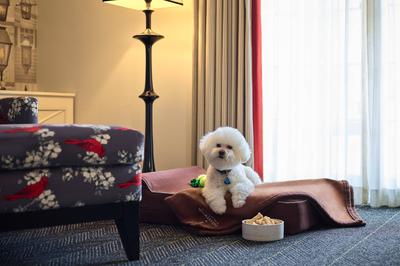 Pet Friendly Accommodations