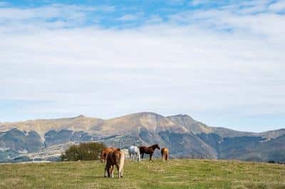 Horse Riding