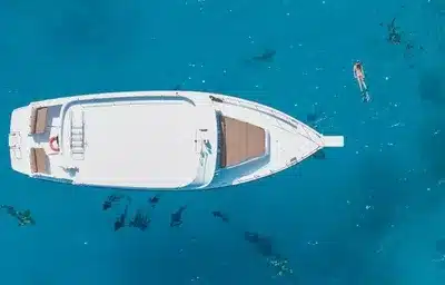 Snorkelling / Swimming with sharks
