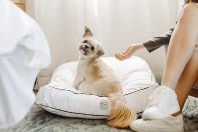 Dog-Friendly