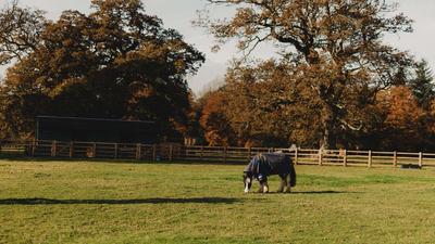 Horseback Riding