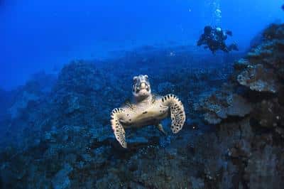 Scuba Diving