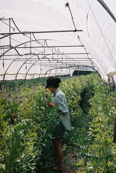 The Farm