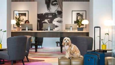 Bring your pooch to Hotel Indigo