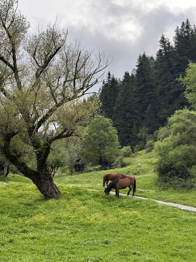 Horse Riding