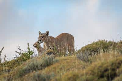 Puma Spotting