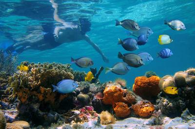 Diving