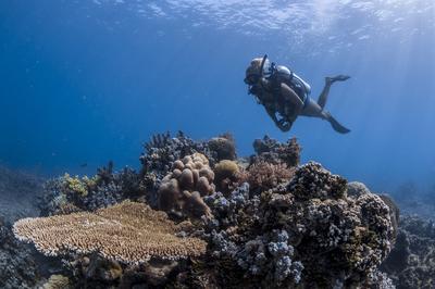 Scuba Diving