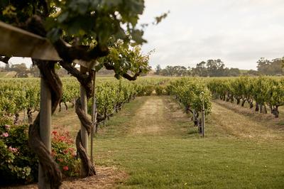 Vineyard