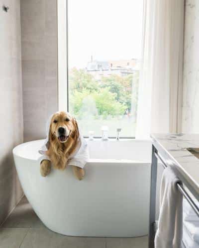Pet friendly