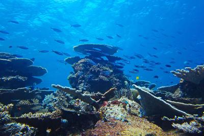 Diving