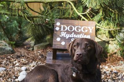 Dog Friendly