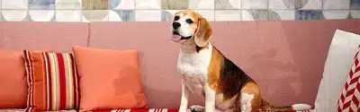 Pet Friendly