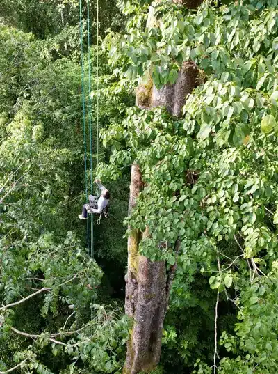 Tree Climbing