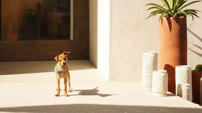 Pet Friendly