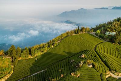 Destination - Tea Gardens