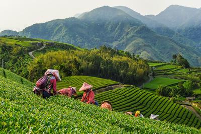 Destination - Tea Gardens