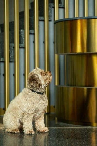 Pet Friendly