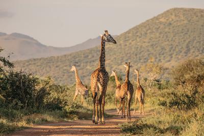 Safari Game Drive