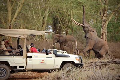 Safari Game Drive