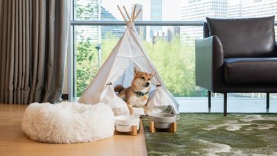Pet Friendly