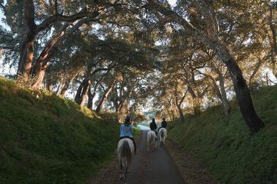 Horse Riding