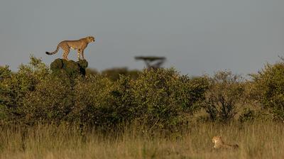 Wildlife