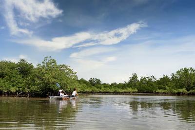 Mangrove Kayaking