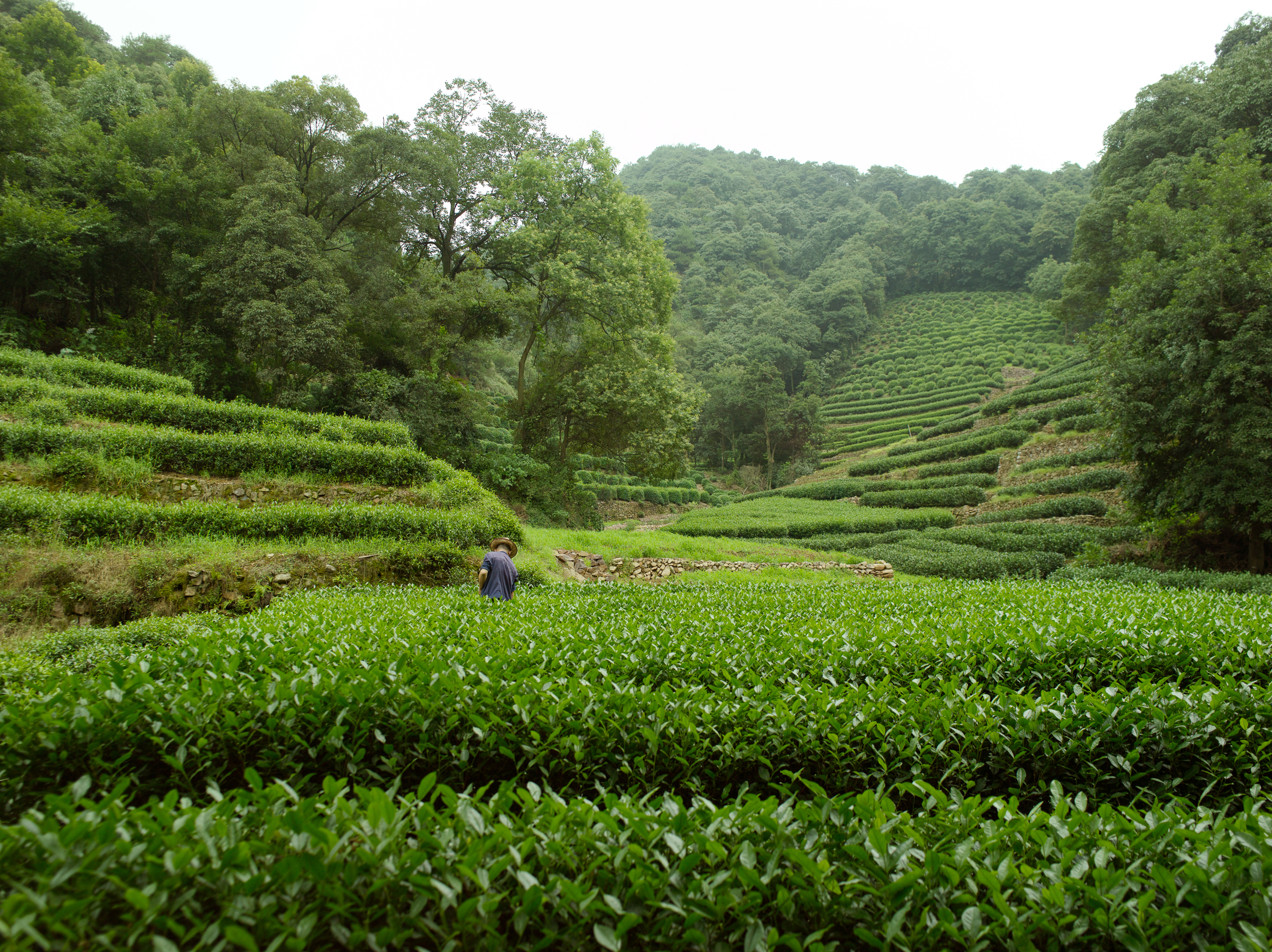 Longjing Tea Fields