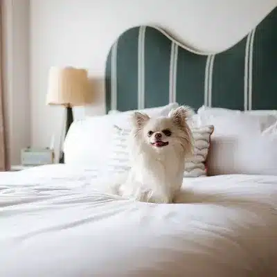 Pet Friendly