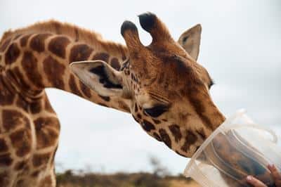 Wildlife