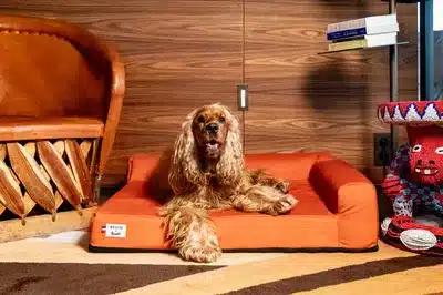 Pet Friendly