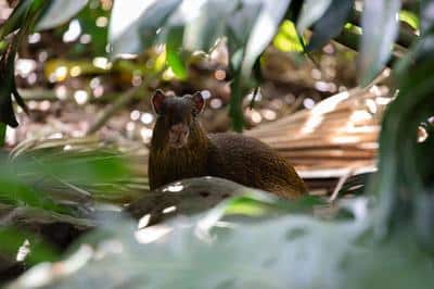 Aguti Wildlife Reserve