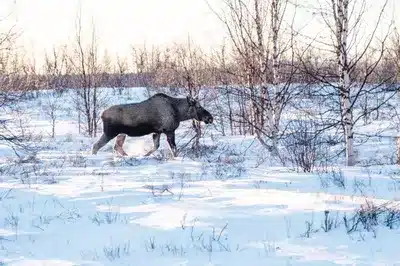 Arctic Safari