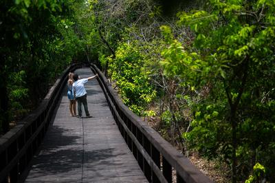 Rainforest Walking Trail