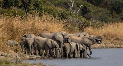 Wildlife