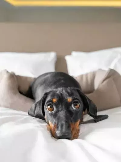 Pet Friendly