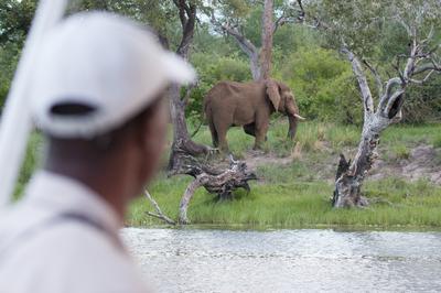 Wildlife