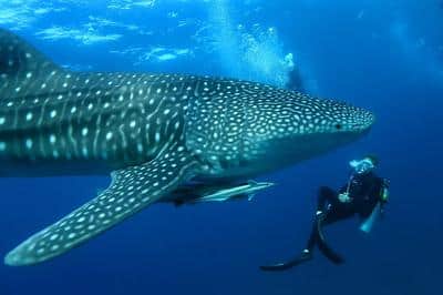 Whale Shark Seeker on Mirihi Thari