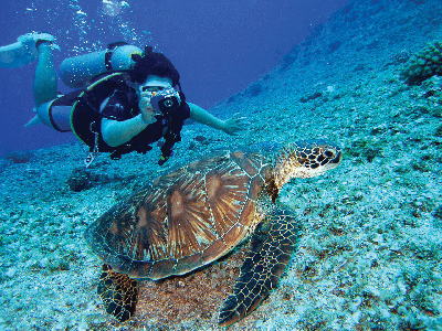 Sea Activities