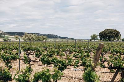Vineyards