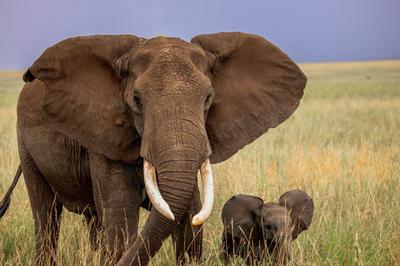 Wildlife