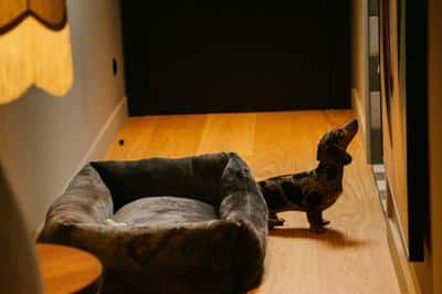 Pet Friendly