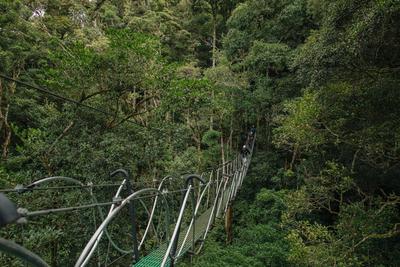 Savia Forest Immersion