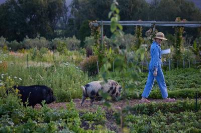 The Farm