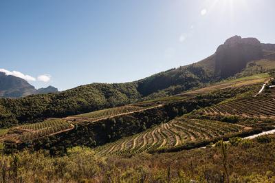 Vineyard
