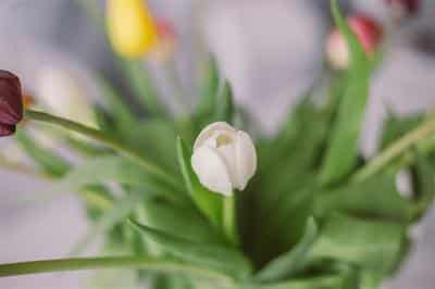 Wedding Flowers