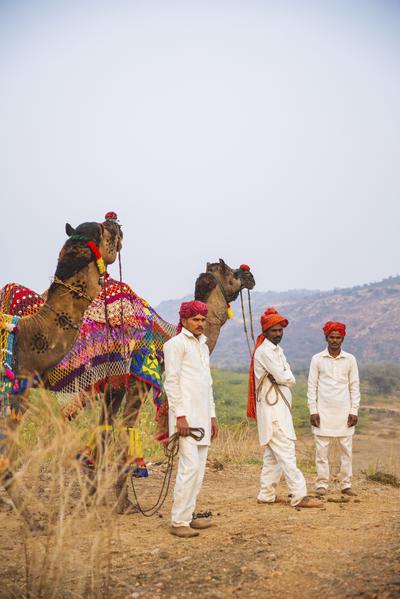 Camel Safari