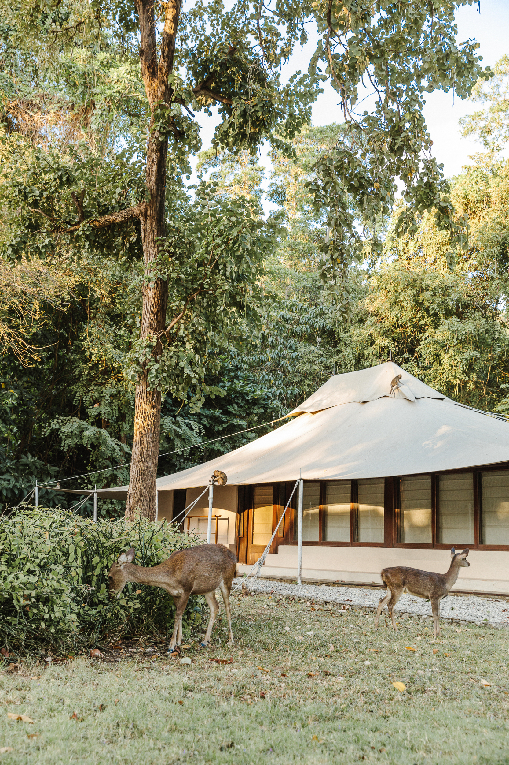 Jungle Tent